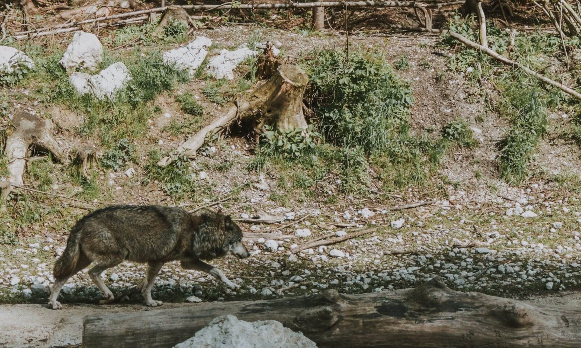 wolf walking beside river